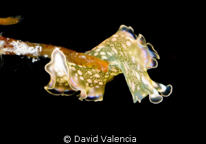 This lettuce leaf slug was quite busy during a night dive... by David Valencia 